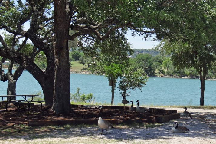 Geese At Boat Ramp.jpg